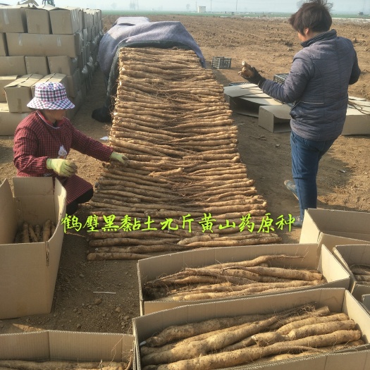 鹤壁 九斤黄山药种苗