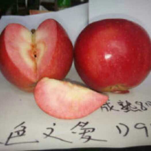 肥城市红色之爱苹果苗 0.5~1米