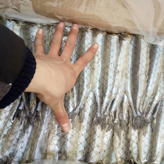 滨州马步鱼干 