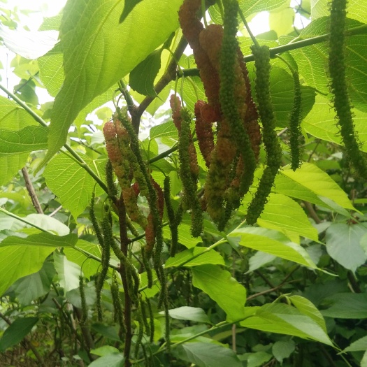 灵山县长果桑苗