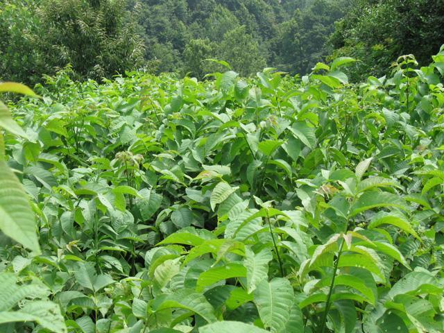 泰安大红袍板栗苗 嫁接苗 0.5米以下