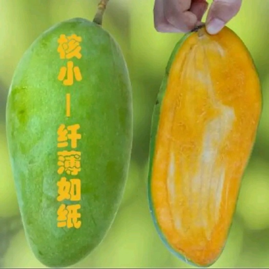 灵山县桂七芒果苗