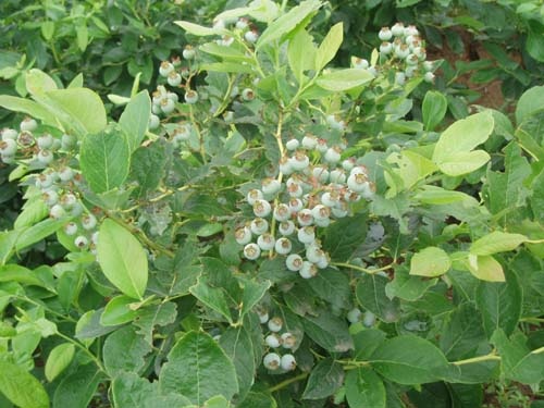 泰安伊丽莎白蓝莓苗