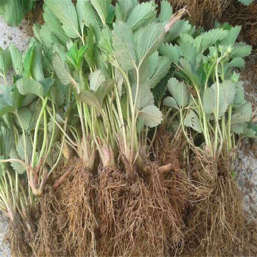 泰安红颜草莓苗 地栽苗 10~20公分 