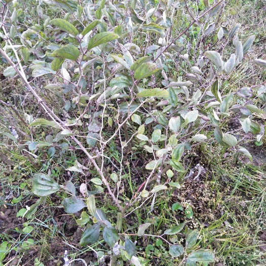 灵山县青枣苗
