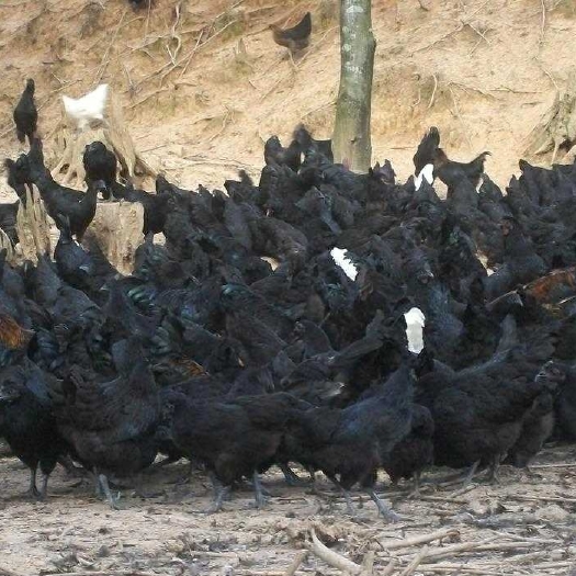 南宁绿壳蛋鸡苗 