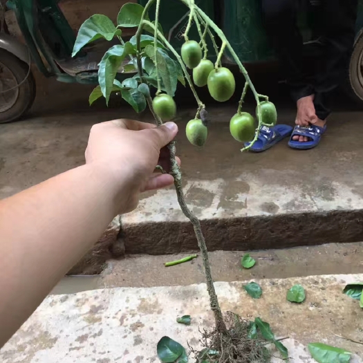 灵山县鸡心黄皮苗
