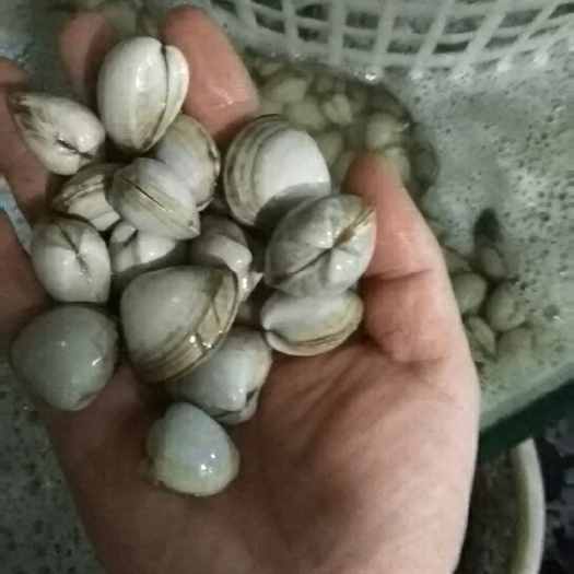 东港市白蚬子