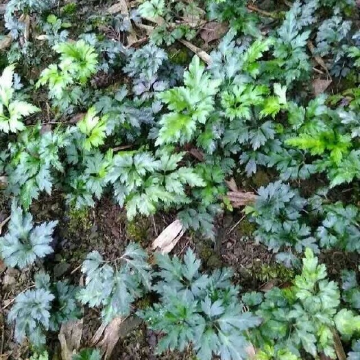 恩施市黄连种苗 