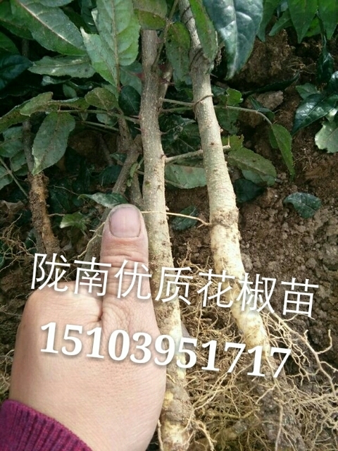 西和县大红袍花椒苗 
