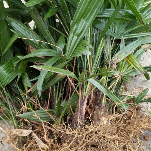 洞口县棕树 