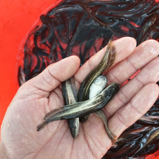 新兴县大口鲶鱼苗