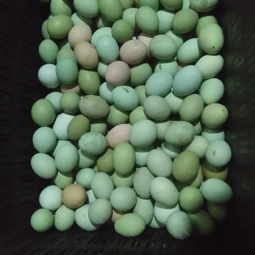 六盘水土鸡种蛋 食用 箱装 