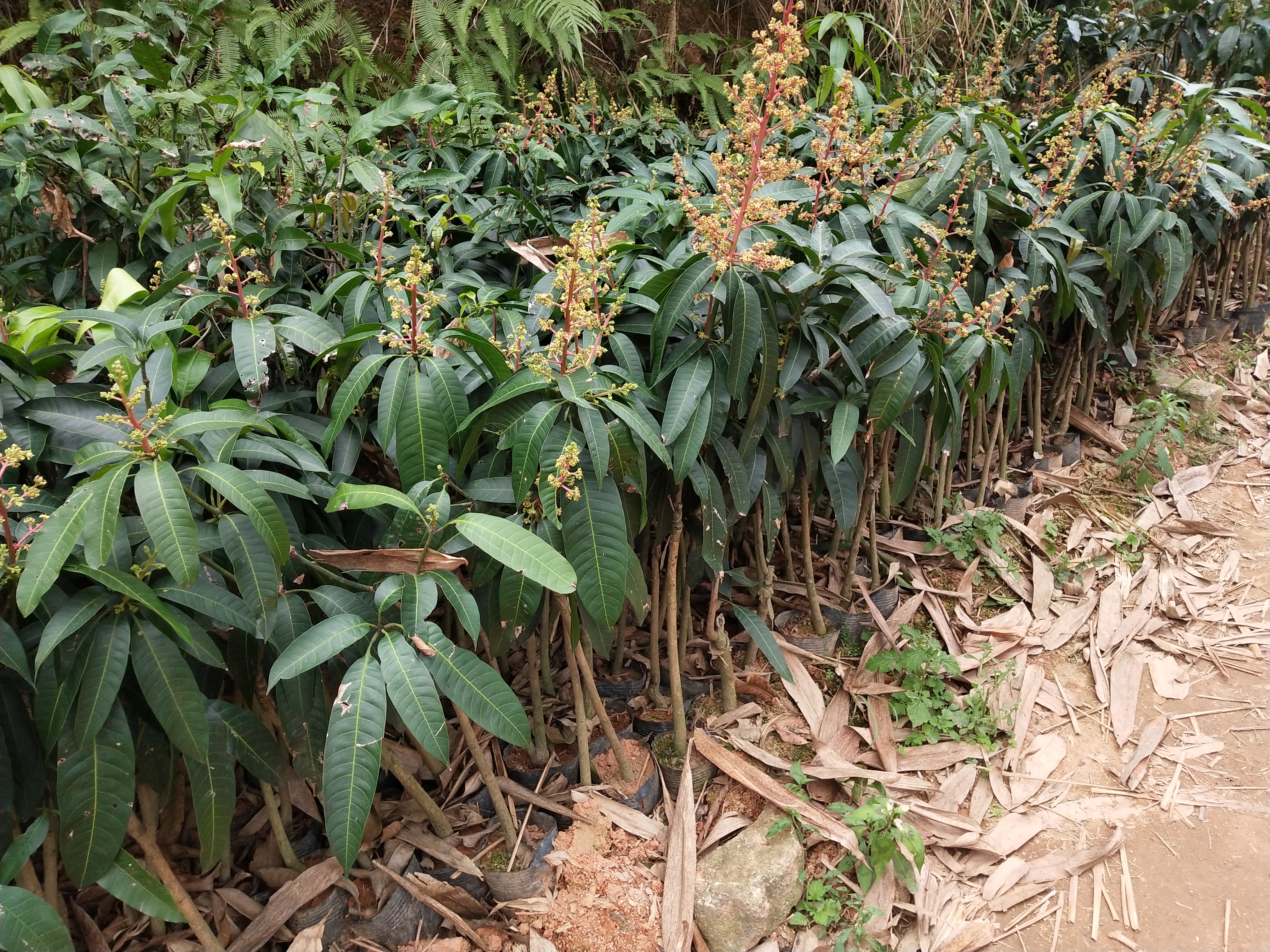 金煌芒果苗   桂七芒果苗