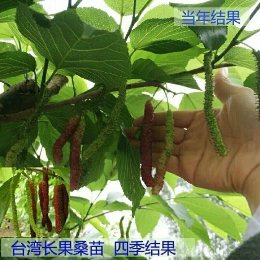 灵山县大叶桑苗 四季长果桑