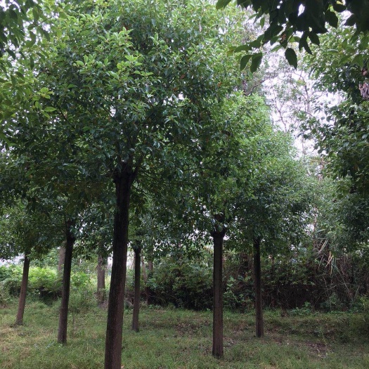 益阳全冠香樟 