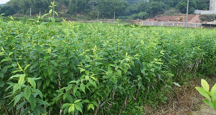 三华李苗  李子树苗嫁接三华李南方北方种植盆栽地庭院种植当年结果果树苗