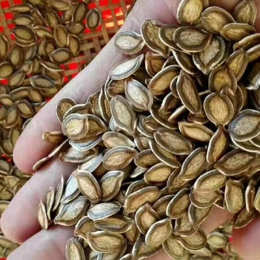 鄱阳县香如蜜种子