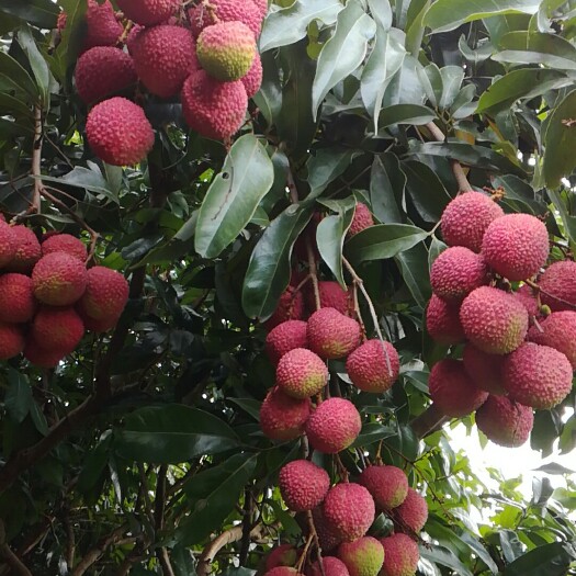 灵山县妃子笑荔枝苗 