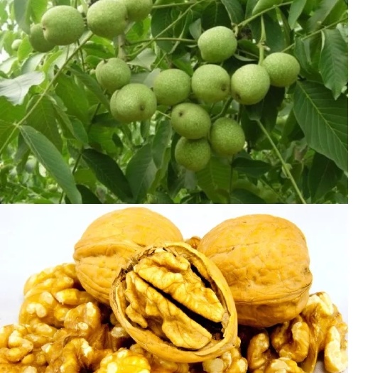 平邑县薄皮核桃苗