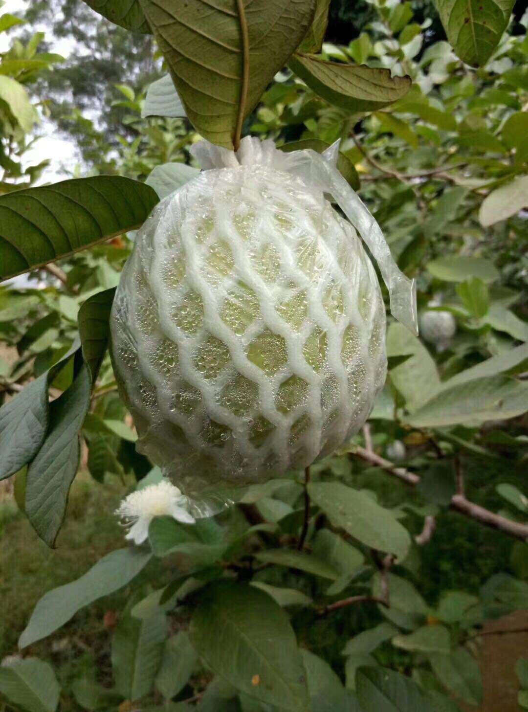 紅心芭樂 引進的珍珠芭樂，口感脆甜可口，鮮澤動人，也是大