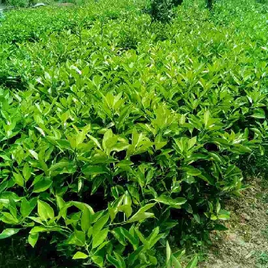 永兴县冰糖橙树苗 嫁接苗 0.5~1米 