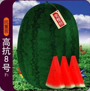 社旗县高抗8号西瓜种子 亲本（大田用种） ≥90% 