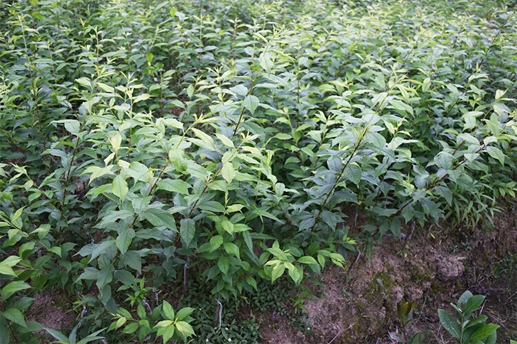 三华李苗  李子树苗嫁接三华李南方北方种植盆栽地庭院种植当年结果果树苗