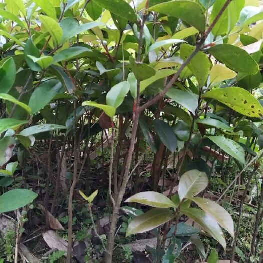 灵山县油茶苗