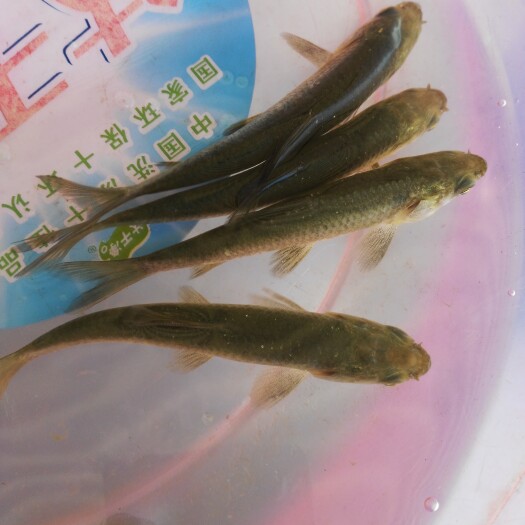 广州青鱼苗 