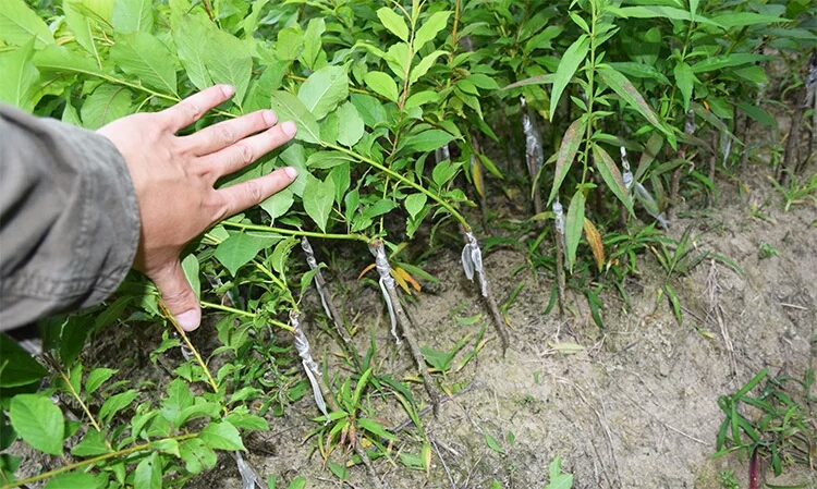 三华李苗  李子树苗嫁接三华李南方北方种植盆栽地庭院种植当年结果果树苗