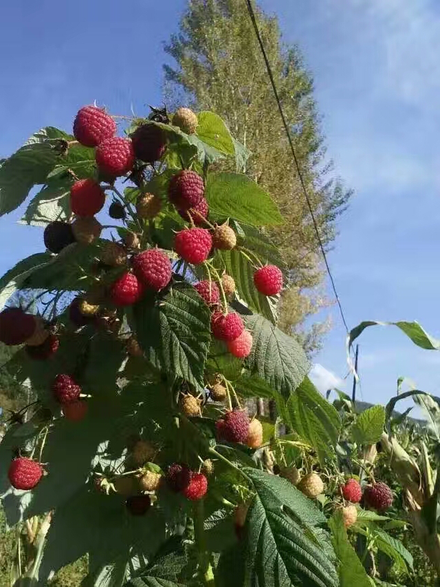 红树莓苗,当年结果苗,包邮