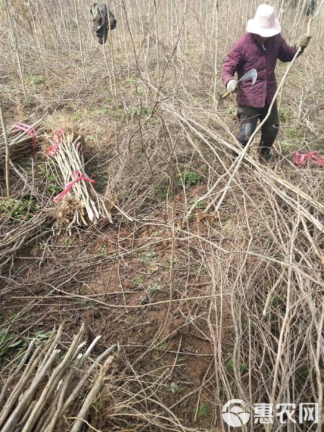  江西精品紫薇基地批发1一12公分