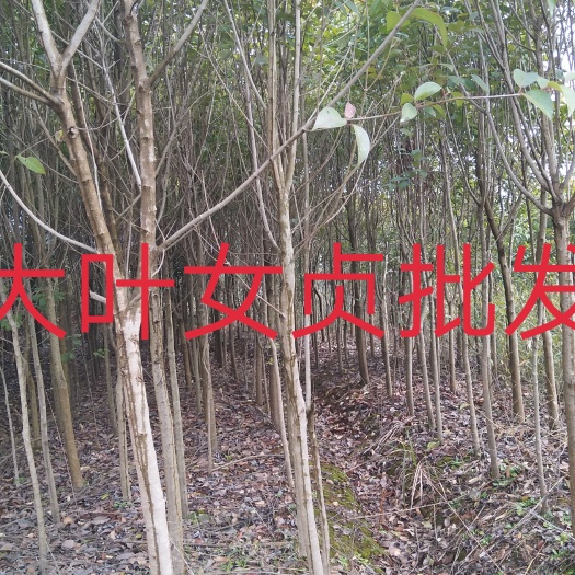 大叶女贞 江西基地批发1一12公分