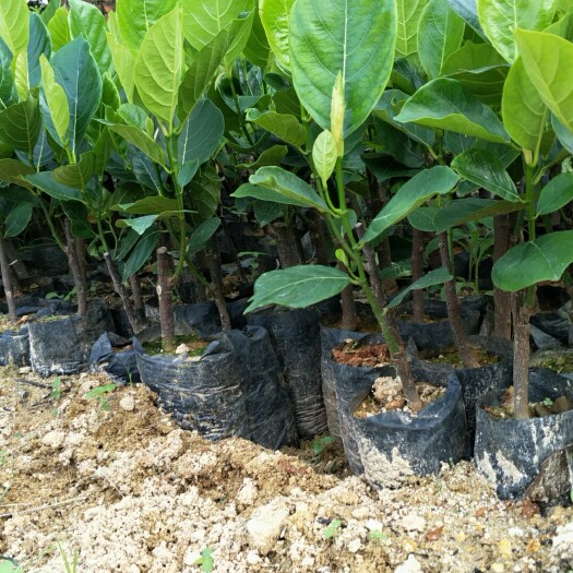 灵山县马来西亚一号菠萝蜜苗