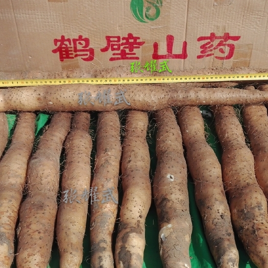 鹤壁九斤黄山药 40~50cm