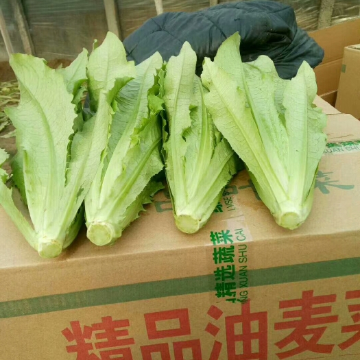 邯郸河北邯郸蔬菜产地常年大量供应油麦菜