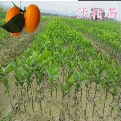 灵山县沃柑苗 嫁接苗 0.2米以下 