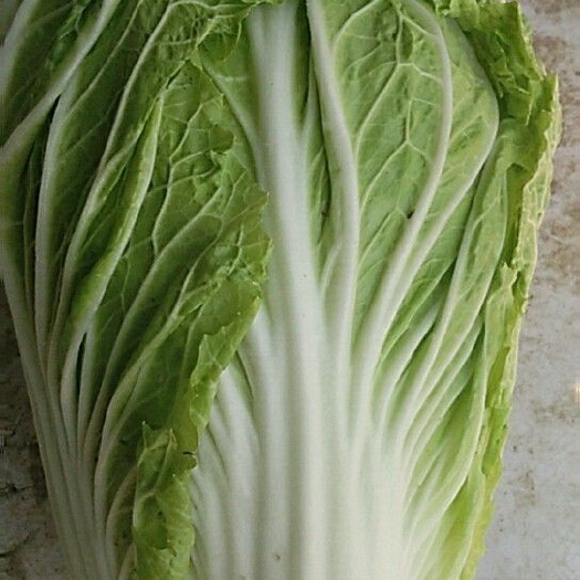 渭南青杂三号白菜 净菜