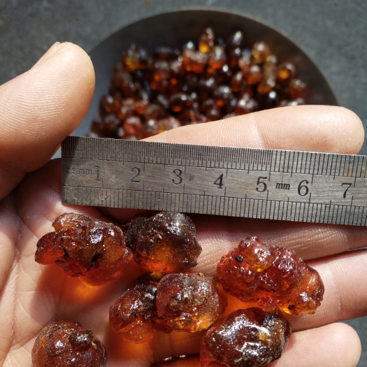 随州黄桃胶 12-18个月
