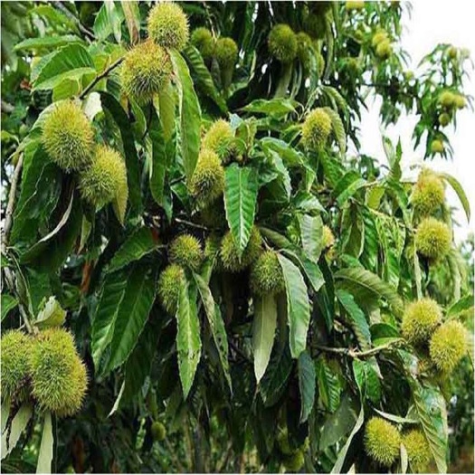 泰安泰山板栗苗 0.5~1米 嫁接苗