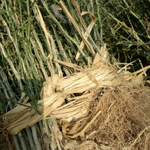 沂水县铁篱笆  苗子质优价廉，保证成活，围墙专用。