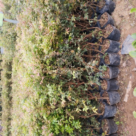 灵山县神秘果苗 果树苗 嘉宝果 园林种植 批发出售 正品销售