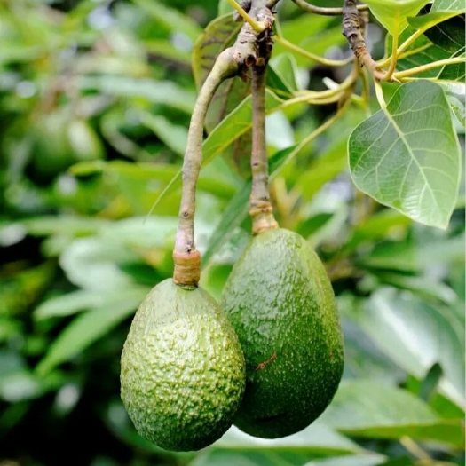 灵山县牛油果苗 0.5米以下 