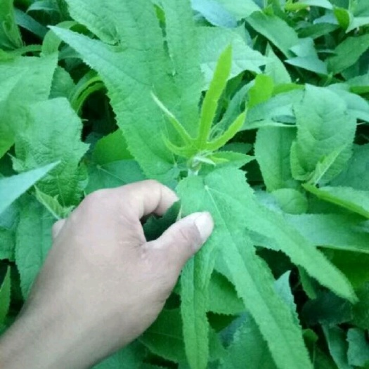 灵山县五指毛桃苗  带营养袋发货种植的！