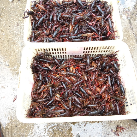 天门市 鲜活小龙虾湖虾批发零售