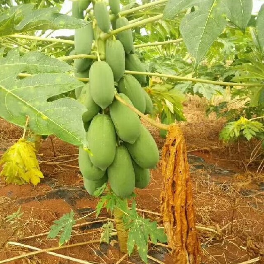 灵山县大青木瓜果树苗红心木瓜苗