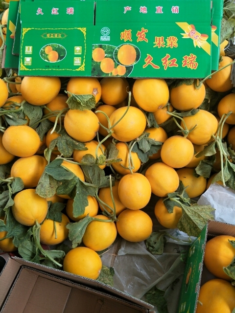莘县山东莘县久红瑞甜瓜洋香瓜