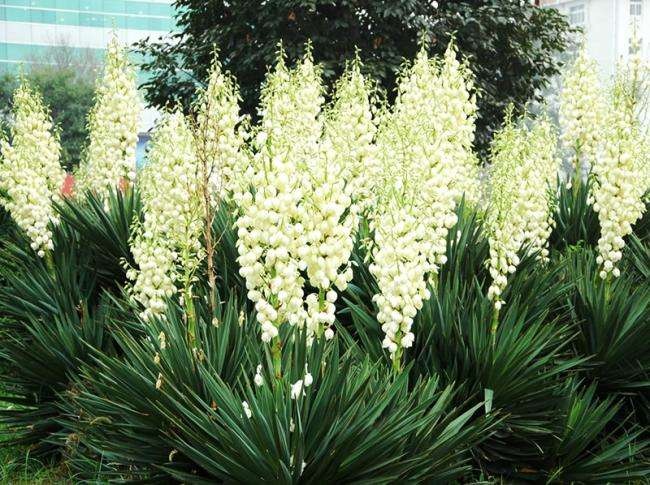 新沂市丝兰 剑麻 剑麻苗 剑麻小苗又名凤尾兰 庭院植物 绿化苗工程苗
