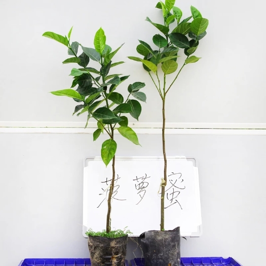 灵山县马来西亚一号菠萝蜜苗 